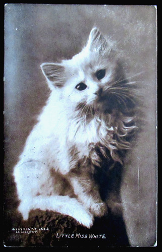 Vintage kitten titled - vintage, p.c.