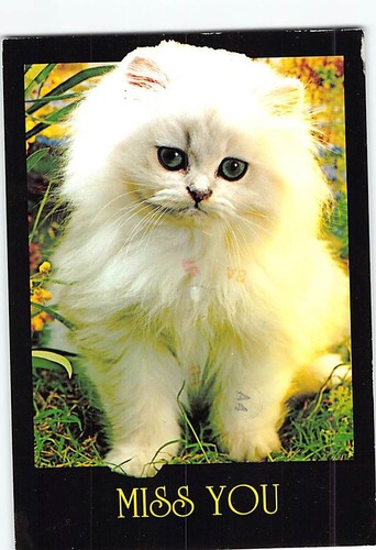 Postcard white cat - white, miss