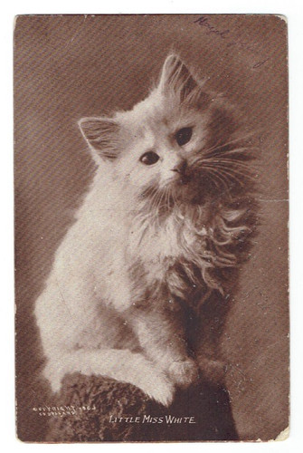 Little miss white - little, kitten